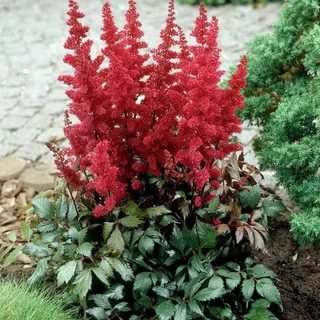 Астильба Арендса 'Фанал' (красная)