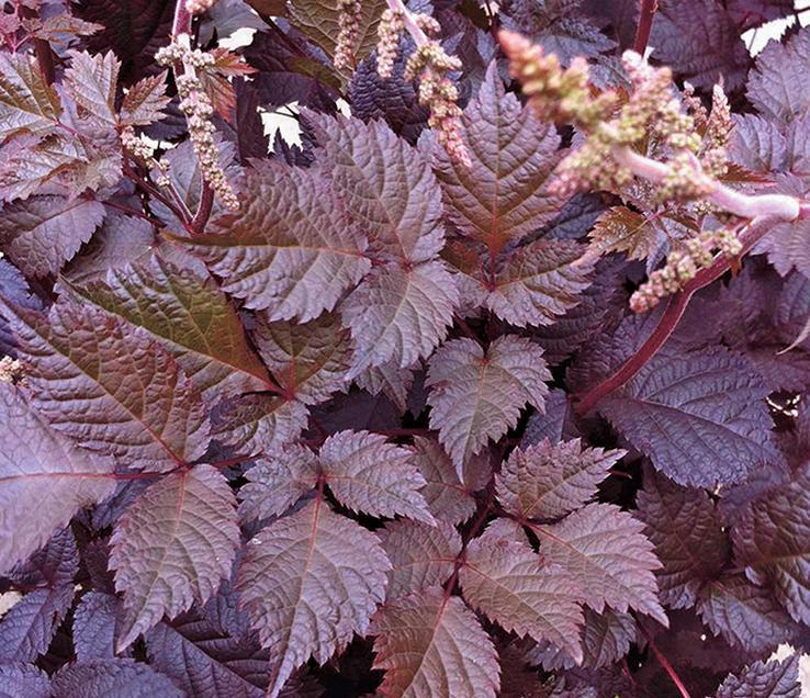 Астильба тунберга 'Чоколад шегун' (бело - розовая)