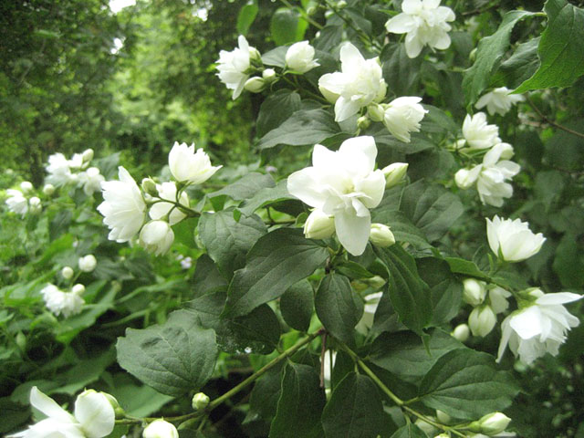 Чубушник 'Балет мотыльков'