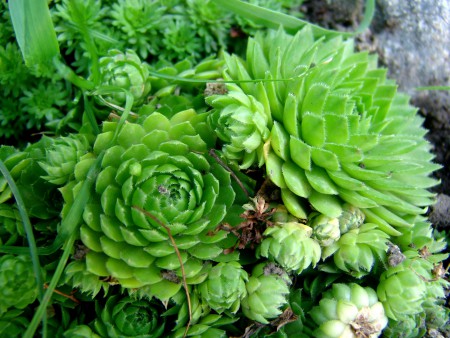 Молодило (микс)