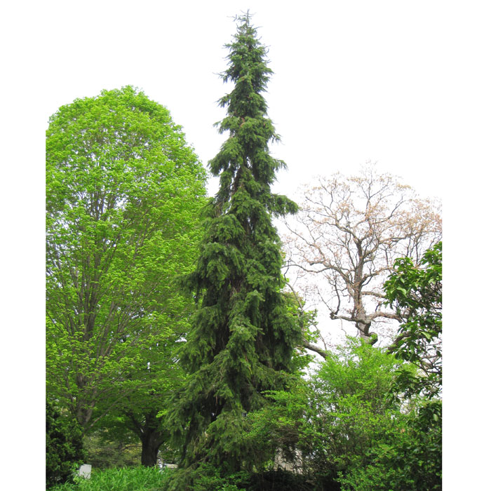 Ель сербская 'Пендула Брунс'