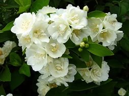 Чубушник венечный 'Помпон'