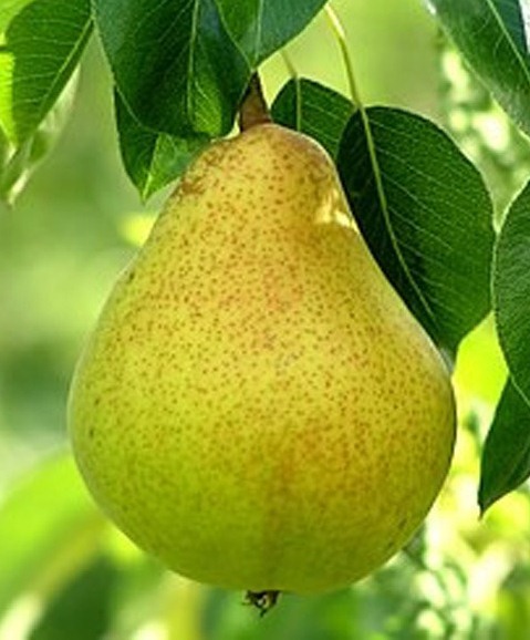 Груша 'Верная'