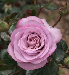 Роза 'Блю Герл' (чайно-гибридная) (лиловая с фиолетовым)