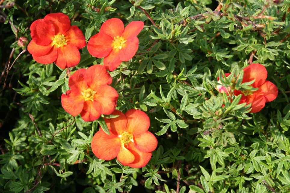 Лапчатка кустарниковая 'Ред Робин'