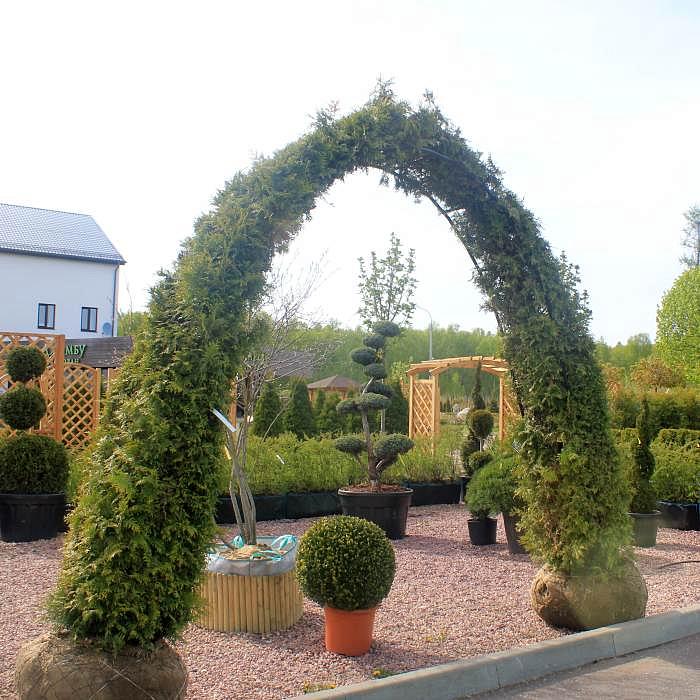 Туя западная 'Брабант' арка