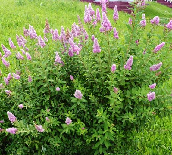 Спирея Дугласа