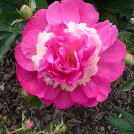 Пион молочноцветковый 'Камея' (розовый с белым)