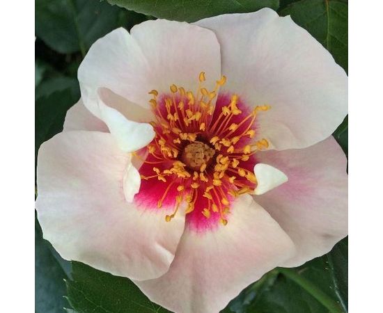 Роза 'Си Ю Ин Ред' (флорибунда) ( кремовая с розовым)