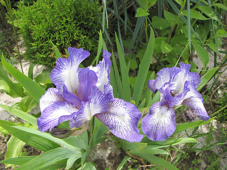 Ирис карликовый (гибридный) 'Петит Полька'