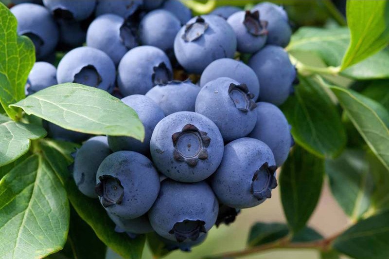 Голубика среднерослая 'Эрлиблю'