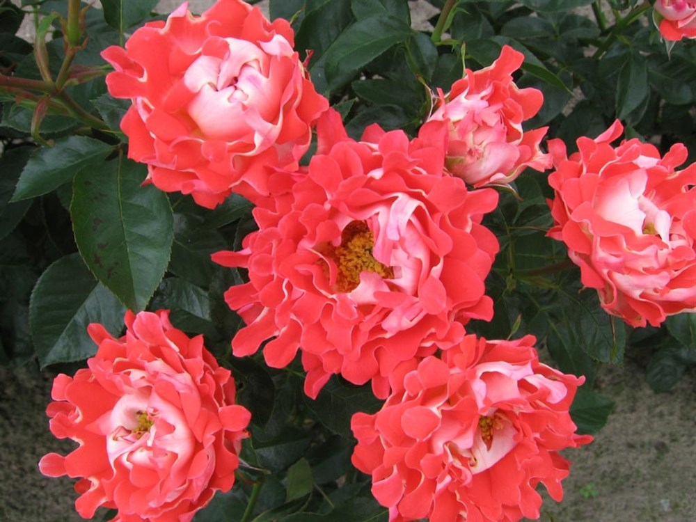 Роза 'Кэнди Раффлс' (флорибунда) (коралово - розовая)