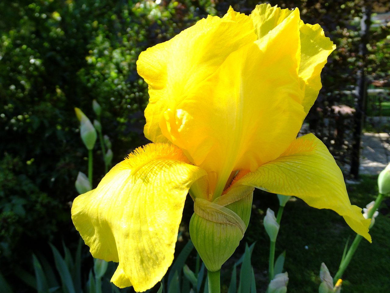 Ирис германский (бородатый) 'Олимпийский'