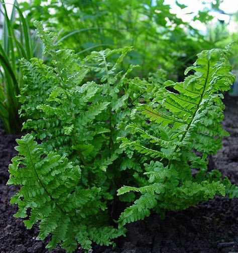 Щитовник(папоротник) мужской 'Криспа Кристата'