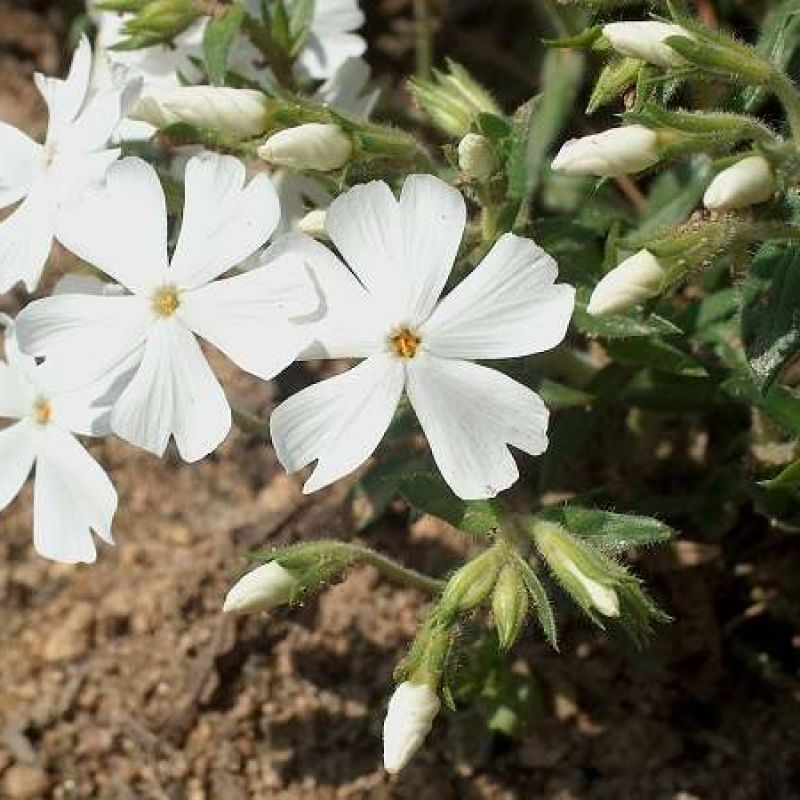 Флокс шиловидный 'Калвидез Уайт'