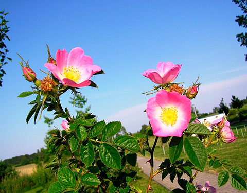 Роза ржавчинная (розовая)