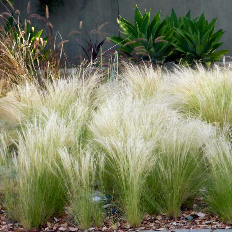 Ковыль тончайший 'Анжелс Хэир'