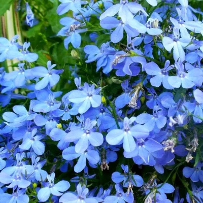 Лобелия ежевидная 'Ривьера Скай Блю' (голубой)
