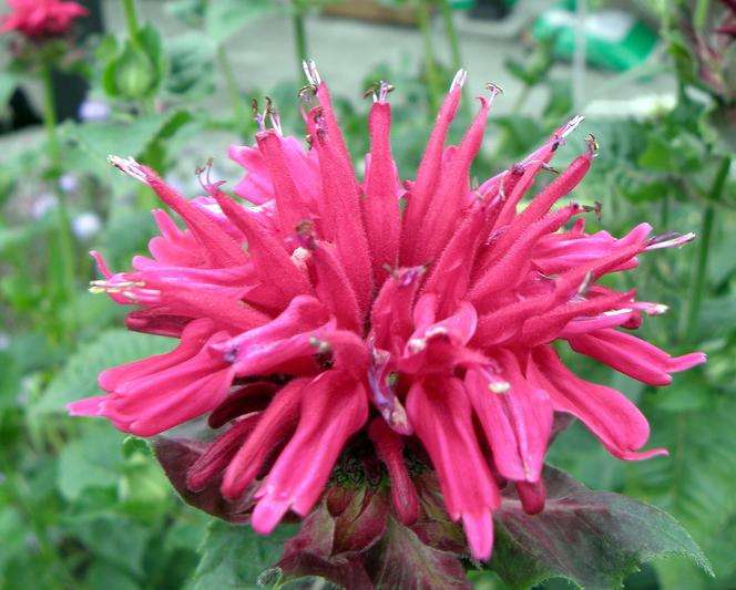 Монарда гибридная 'Кардинал'