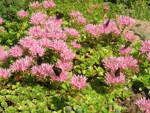 Седум ложный (Очиток) 'Розеум'