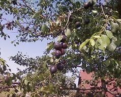 Абрикос 'Черный бархат'