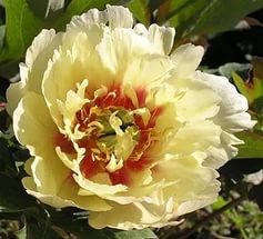 Пион Ито-гибрид 'Йеллоу Хэвен' (желтый)