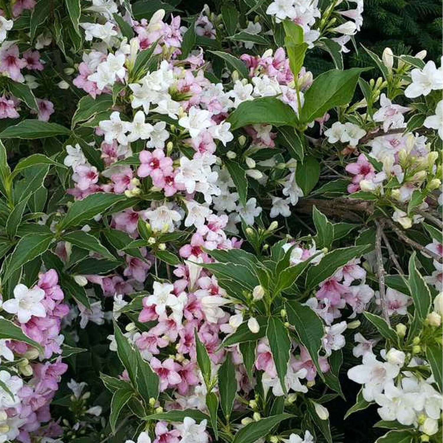 Вейгела цветущая 'Сьюзен'