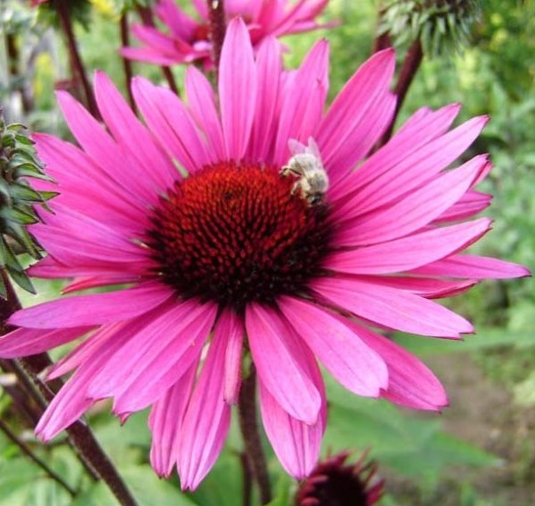 Эхинацея пурпурная 'Роковое влечение'