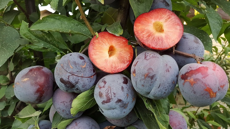 Слива колоновидная 'Бербанк'