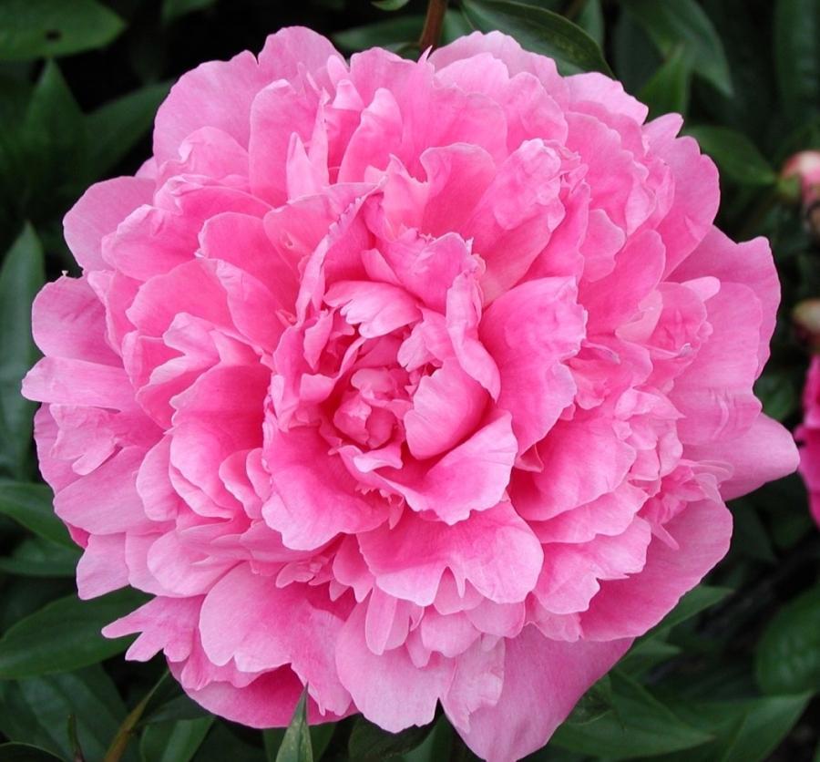 Пион молочноцветковый 'Эмма Клем' (розовый)