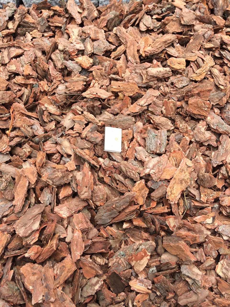 Кора сосны средняя /Эрбен/