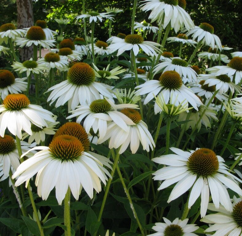 Эхинацея пурпурная 'Лаки  Стар'