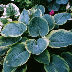 Хоста Зибольда 'Фрэнсис'