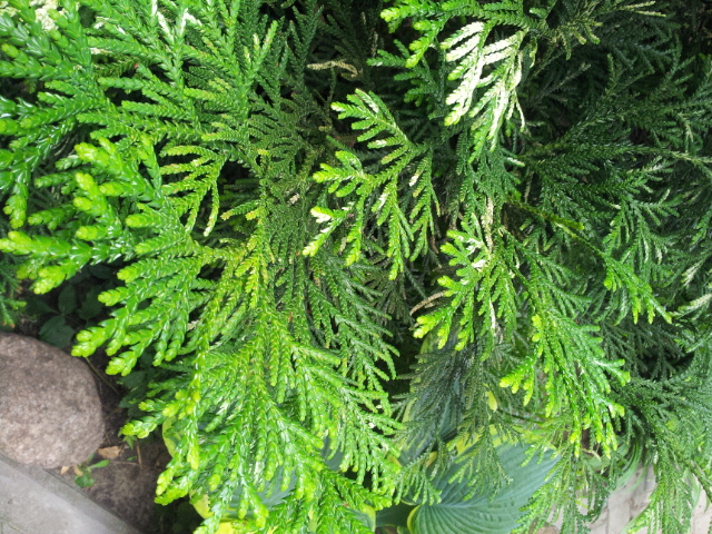 Туевик поникающий (долотовидный)