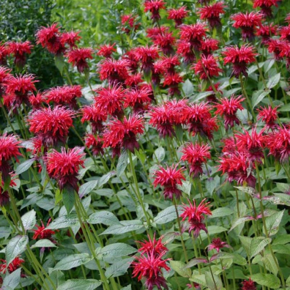 Монарда гибридная 'Гаденвью Скарлет'