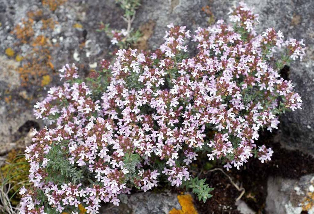 Тимьян ранний