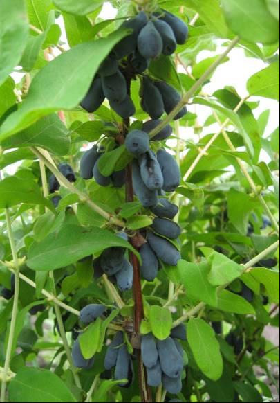 Жимолость съедобная 'Голубой десерт'