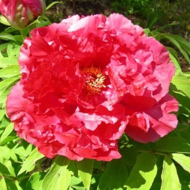 Пион древовидный 'Асахи Минато' (розово- красный)