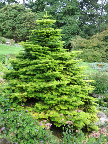 Пихта корейская 'Ауреа'