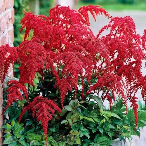 Астильба Арендса 'Ред Шарм' (красная)