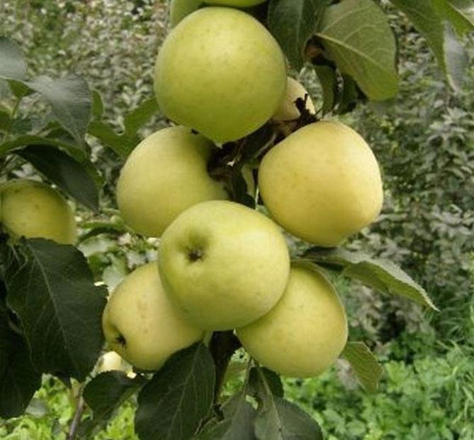 Яблоня колоновидная 'Чебурашка'