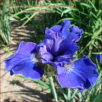 Ирис сибирский 'Тамберг'