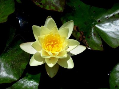 Кувшинка 'Марлиацея Хромателла'