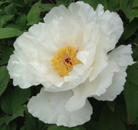 Пион молочноцветковый 'Белый Феникс'