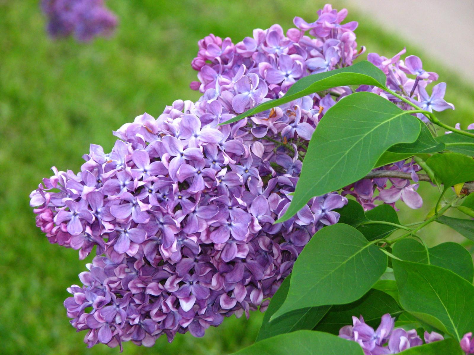 Сирень обыкновенная 'Байконур' (фиолетово - синяя)