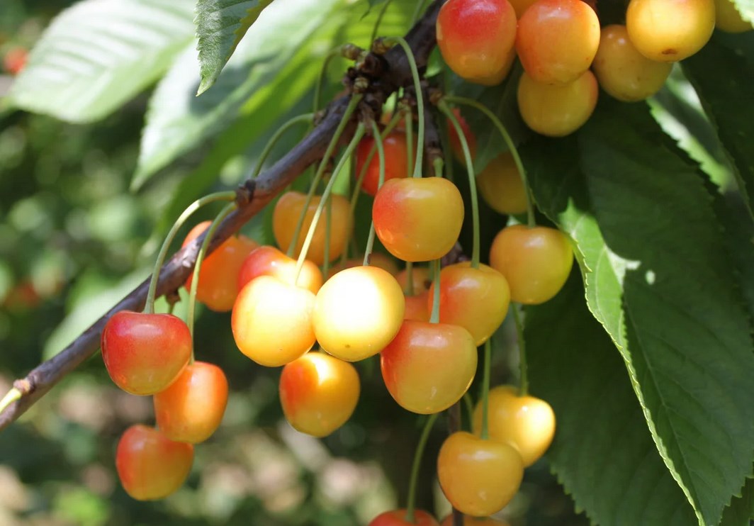 Черешня 'Орловская янтарная'