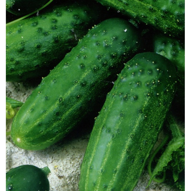 Огурец 'Засолочный'