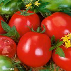 Томат 'Агрессор'