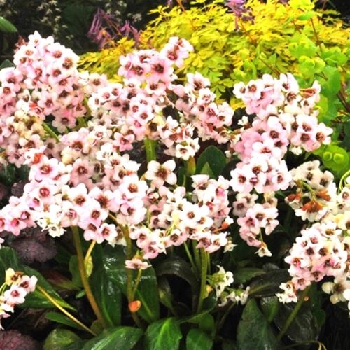 Бадан сердцелистный 'Драгонфлай Энджел Кисс'