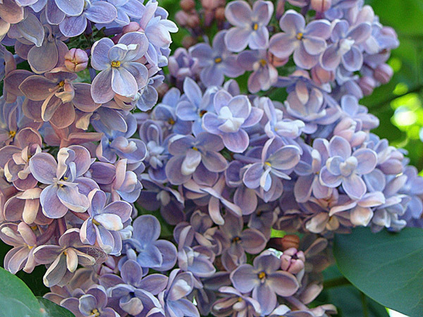 Сирень обыкновенная 'Дрезден Чайна' (бело - голубая)